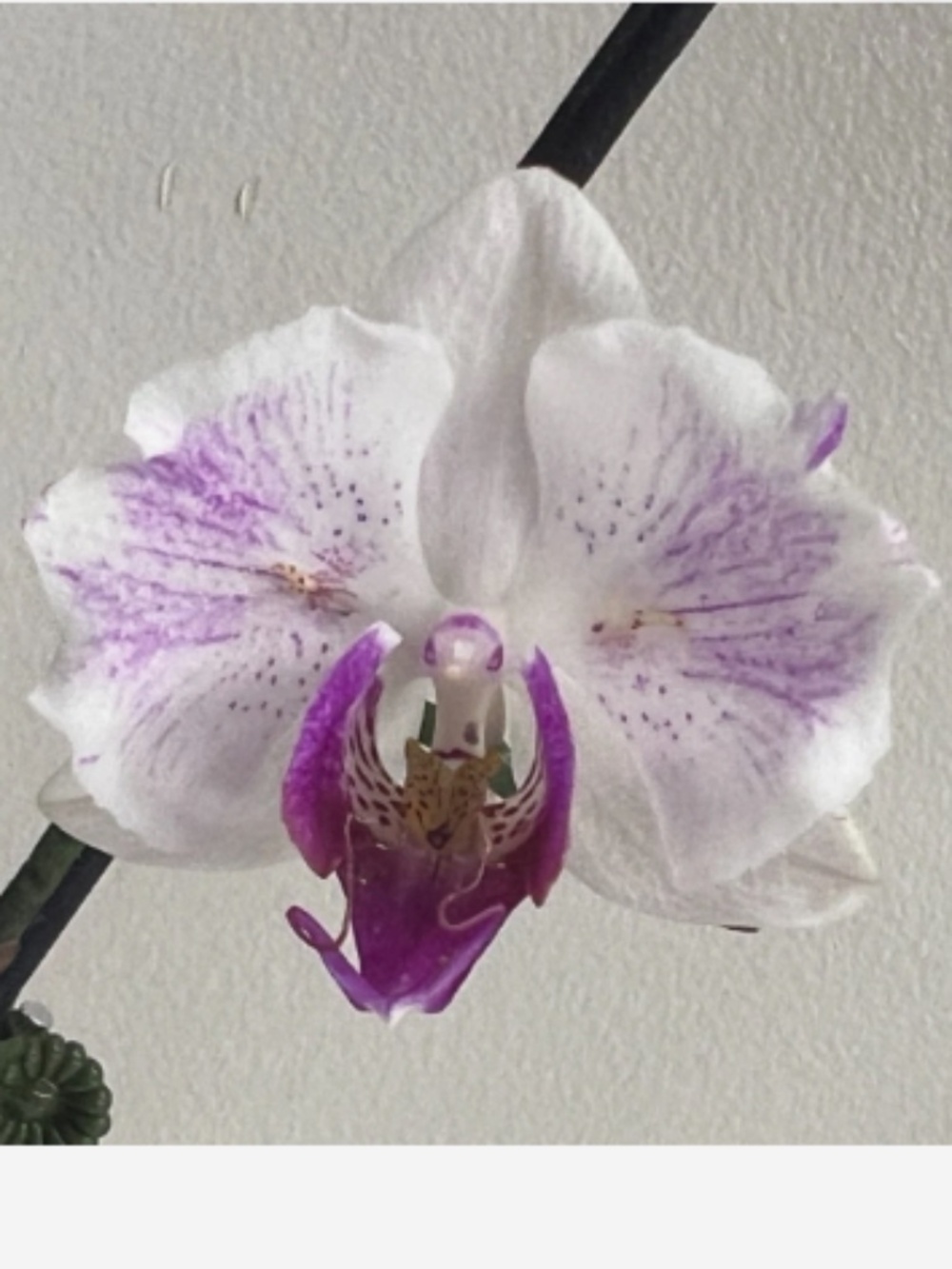 UNIQUE Mature Phalaenopsis Peloric Orchid "Denver" white/fuscia color